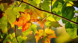 changement de saison
