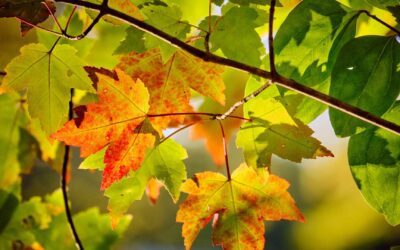 Se préparer mentalement pour les changements de saison.